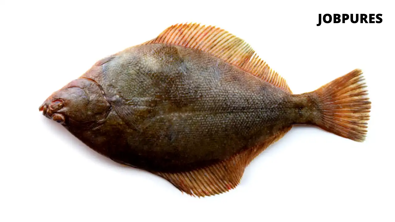 Flatfish Fish Name in Hindi and English