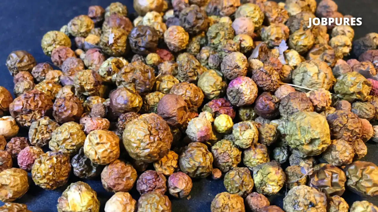 Gall Nut Spice Name in Hindi and English