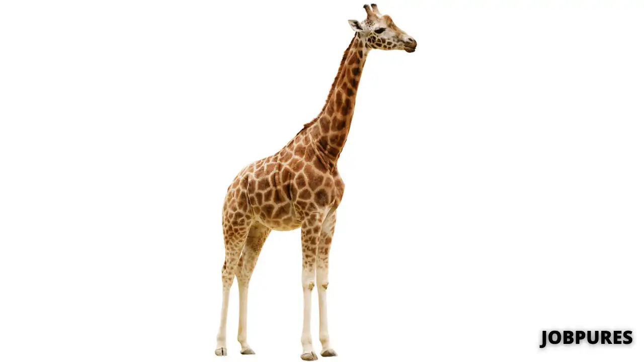 Giraffe Name in Hindi