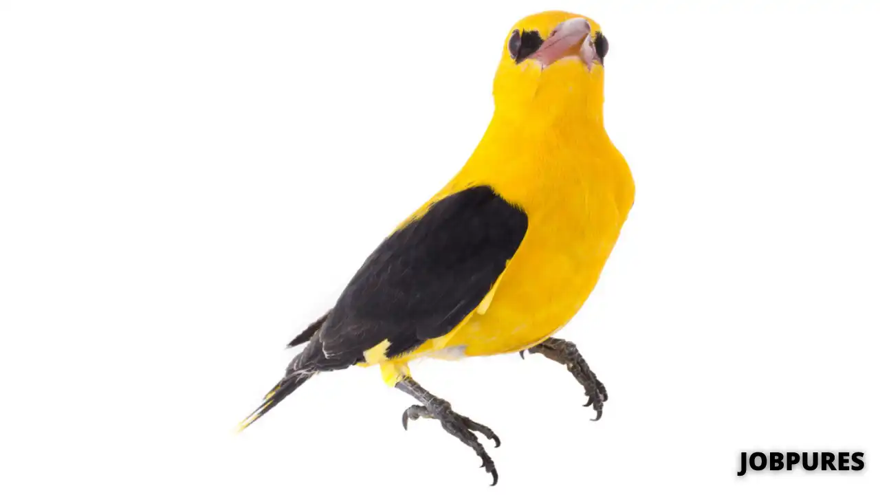 Golden Oriole Bird Name in Hindi & English