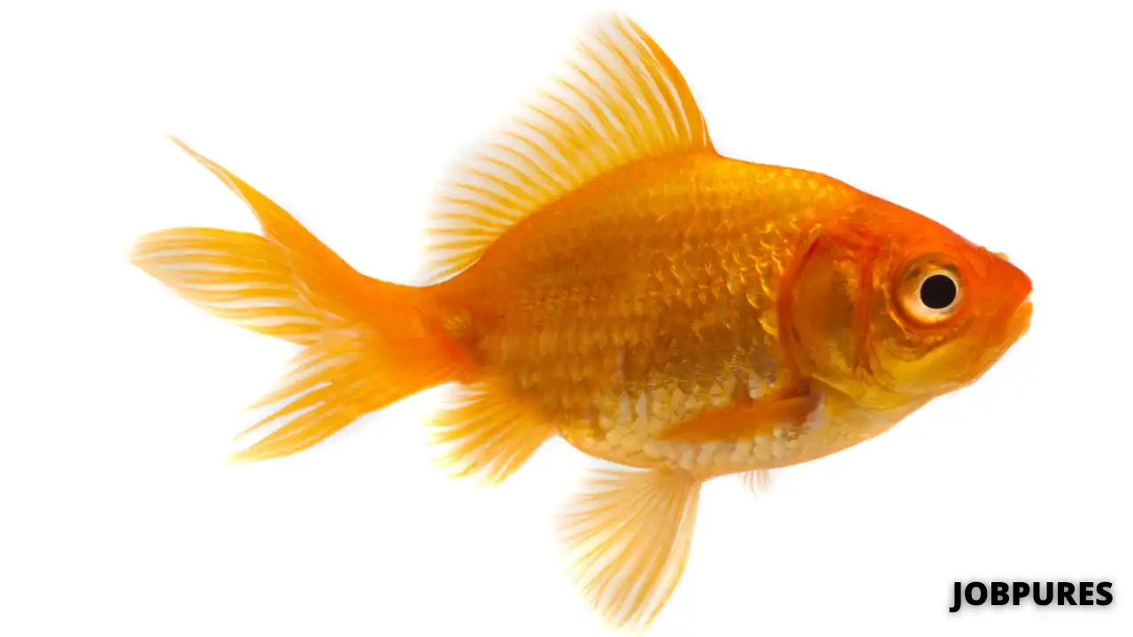 Goldfish Name in Hindi