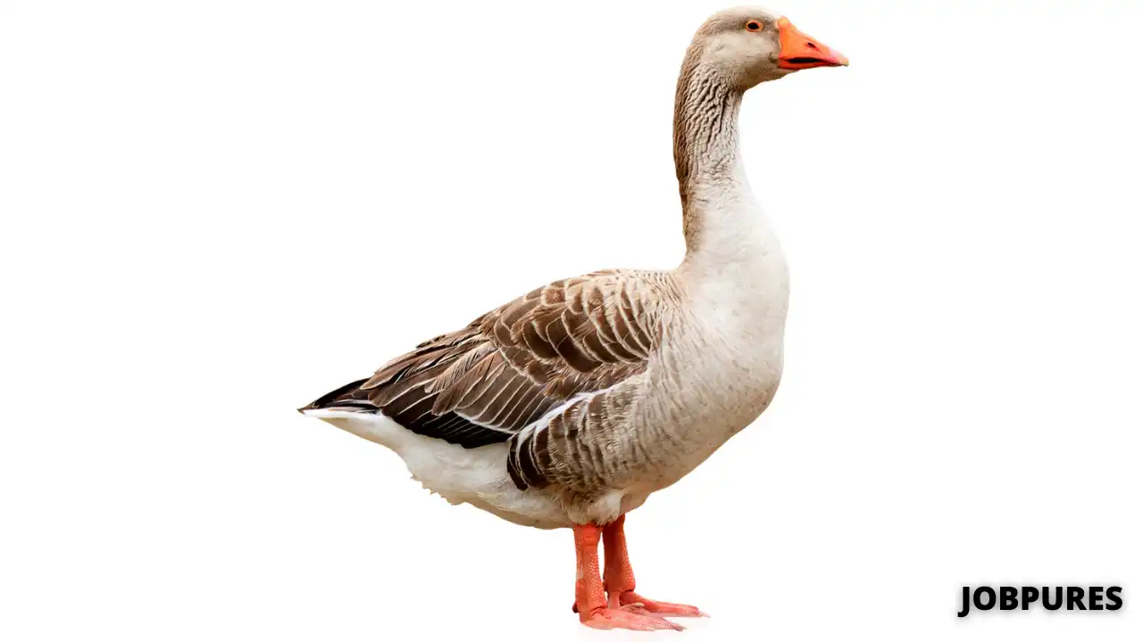 Goose Bird Name in Hindi & English