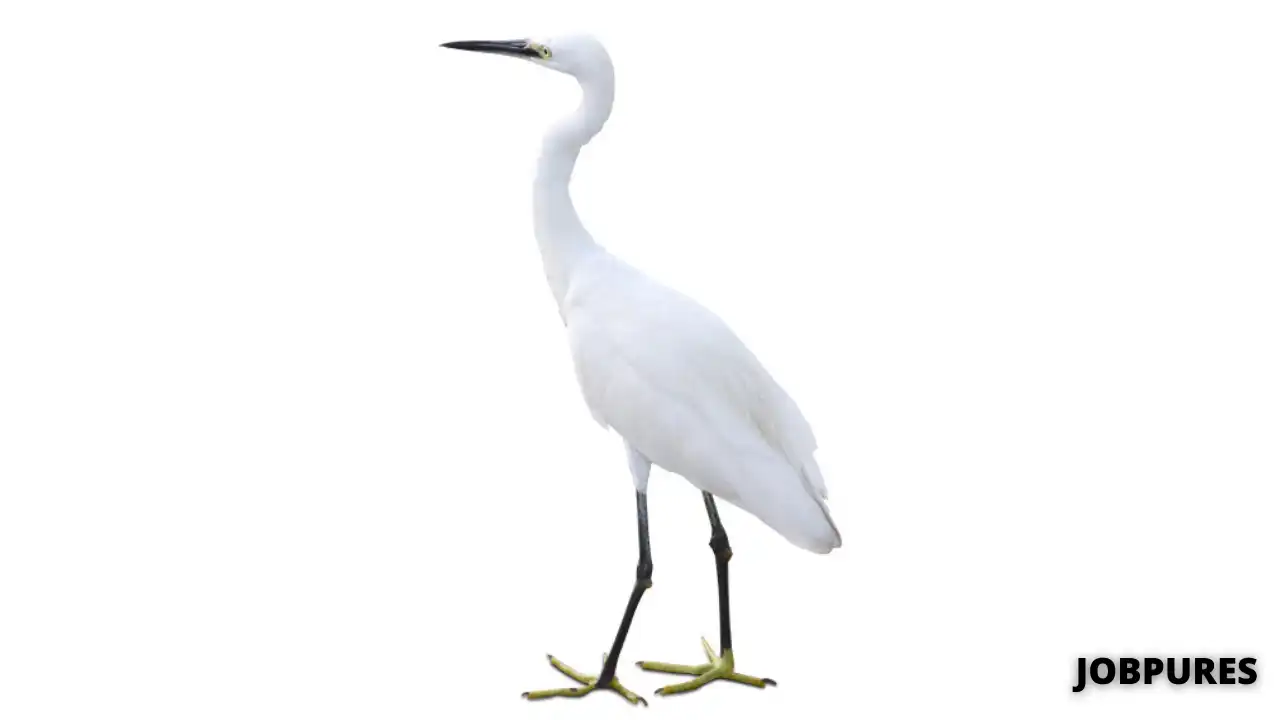 Great Egret Bird Name in Hindi & English