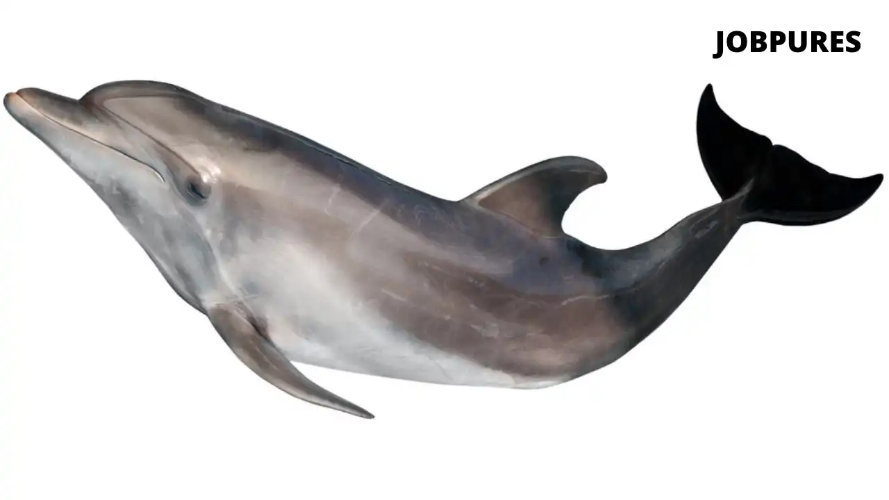 Grey Dolphin Fish Name in Hindi and English