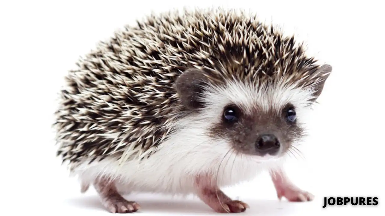 Hedgehog Name in Hindi