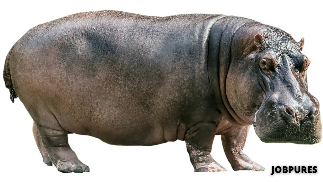Hippopotamus Name in Hindi