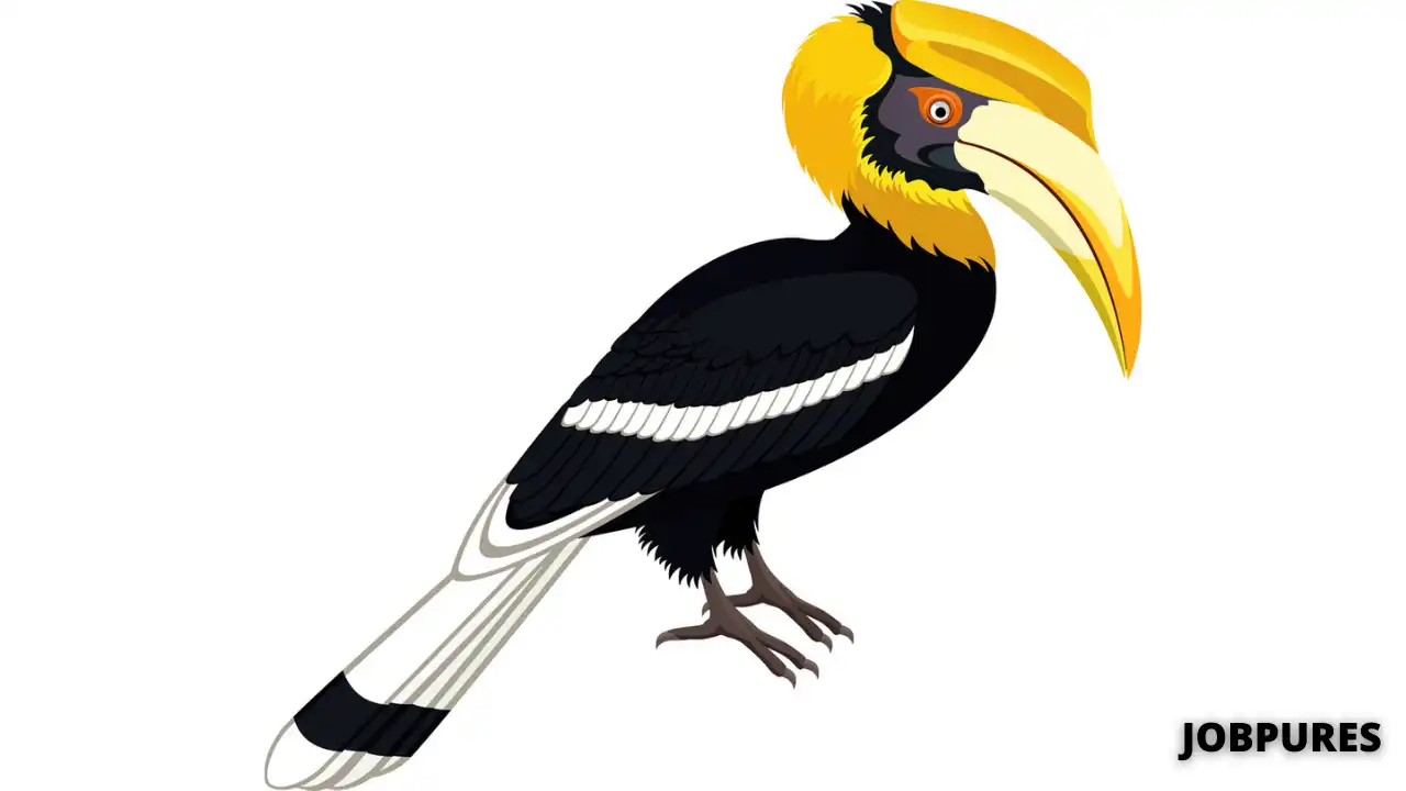 Hornbill Bird Name in Hindi & English