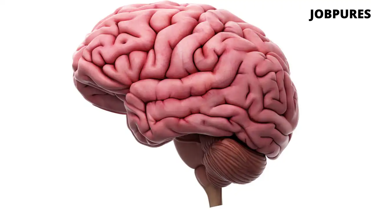 Human Brain Body Part Name in Hindi and English