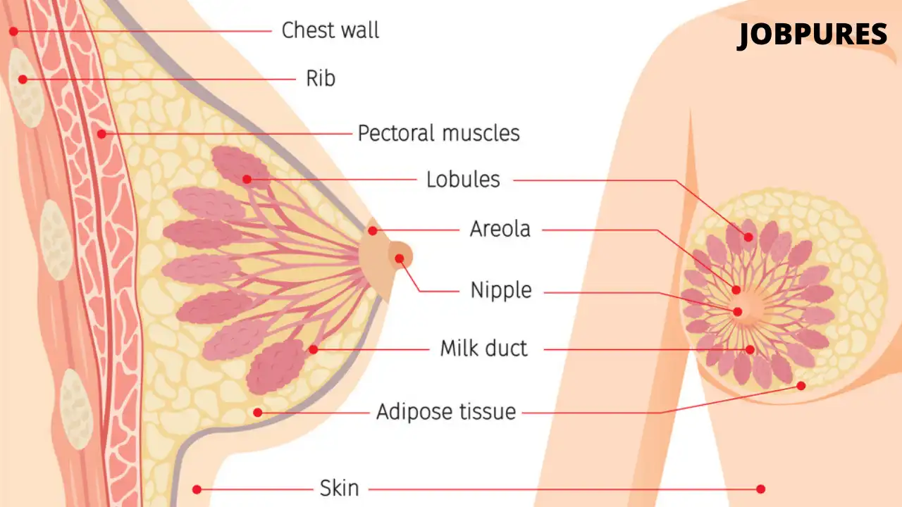 Human Breast Body Part Name in Hindi and English
