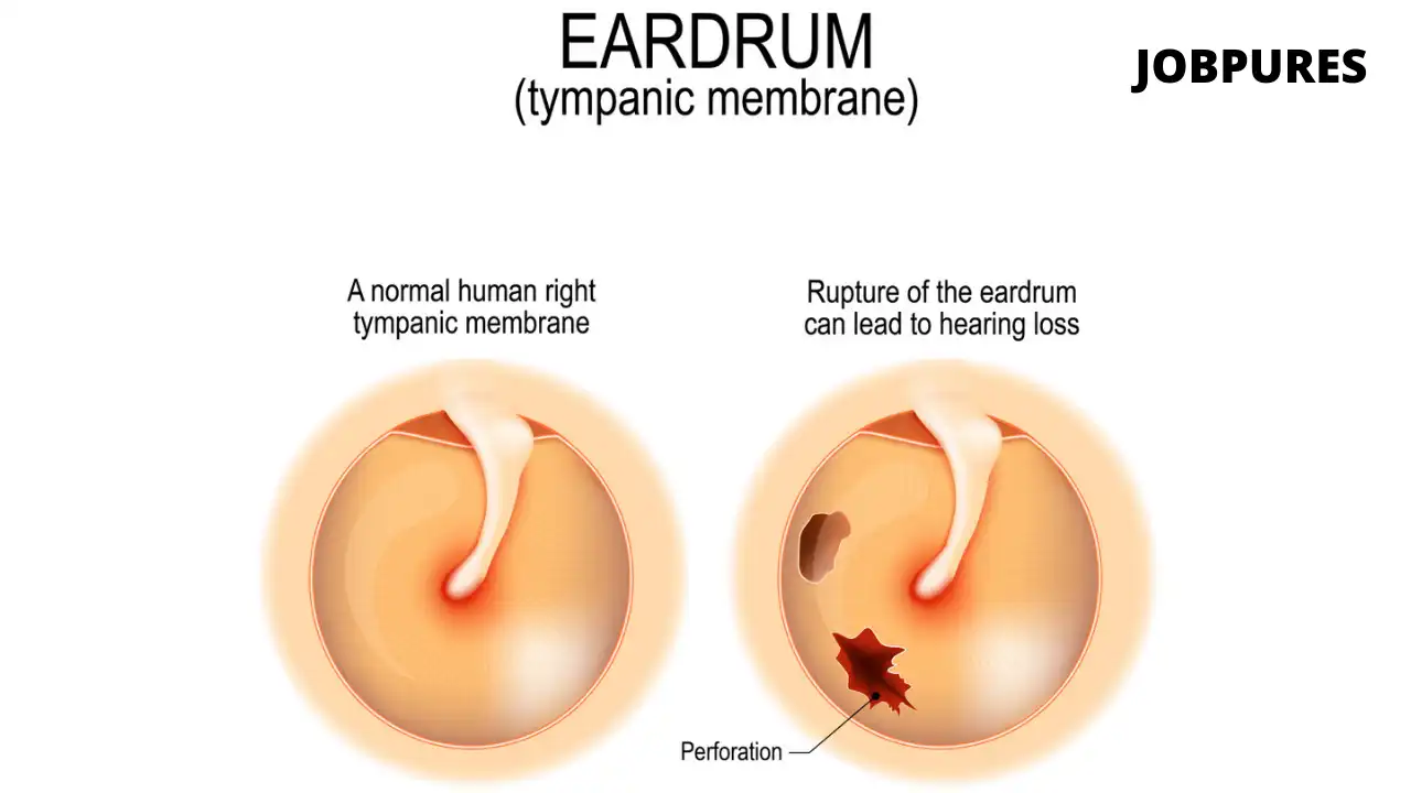 Human Eardrum Body Part Name in Hindi and English