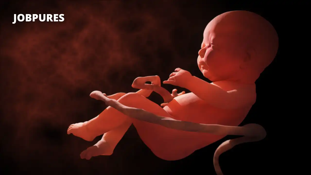 Human Embryo Body Part Name in Hindi and English