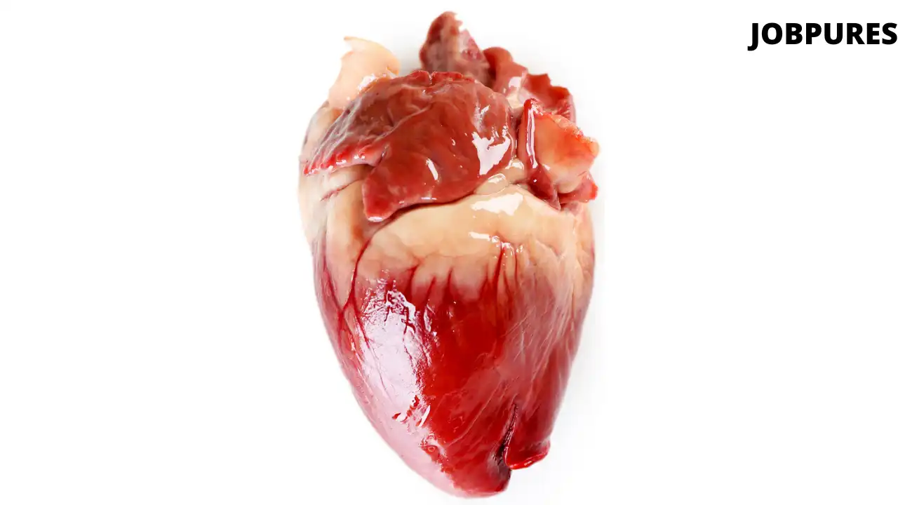 Human Heart Body Part Name in Hindi and English