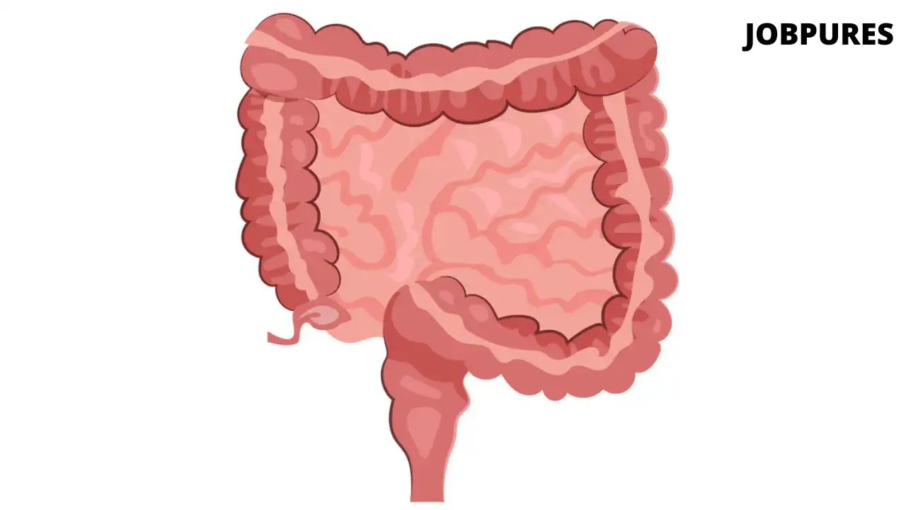 Human Intestine Body Part Name in Hindi and English