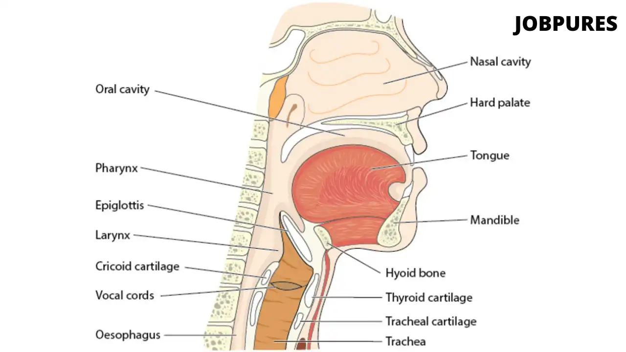Human Larynx Body Part Name in Hindi and English