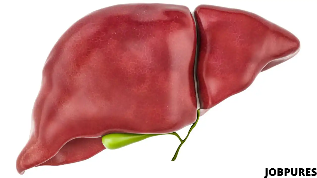 Human Liver Body Part Name in Hindi and English