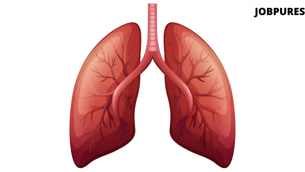 Human Lung Body Part Name in Hindi and English