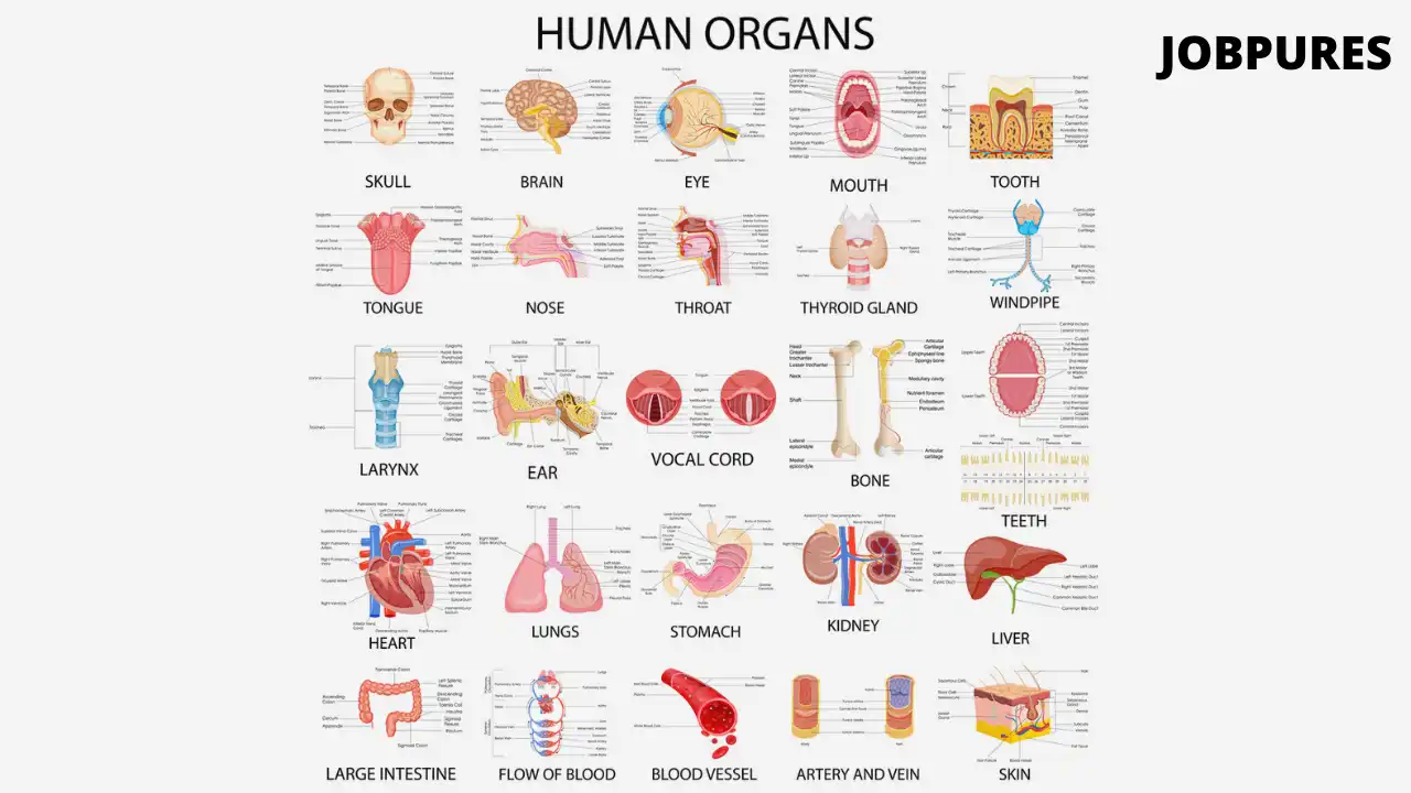 Human Organs Body Part Chart in Hindi and English