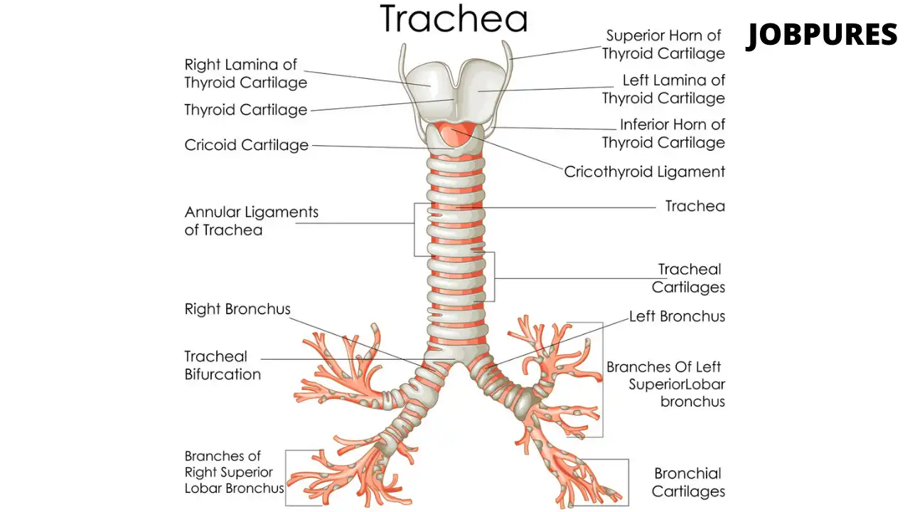 Human Trachea Body Part Name in Hindi and English