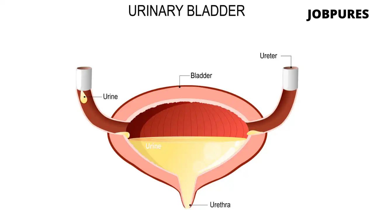 Human Urinary Bladder Body Part Name in Hindi and English