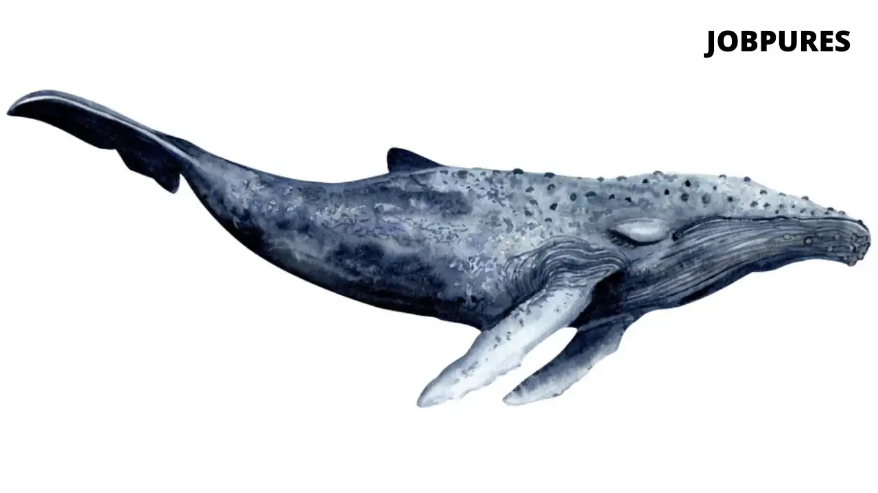 Humpback Whale Fish Name in Hindi and English