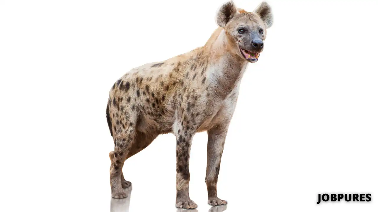 Hyena Name in Hindi