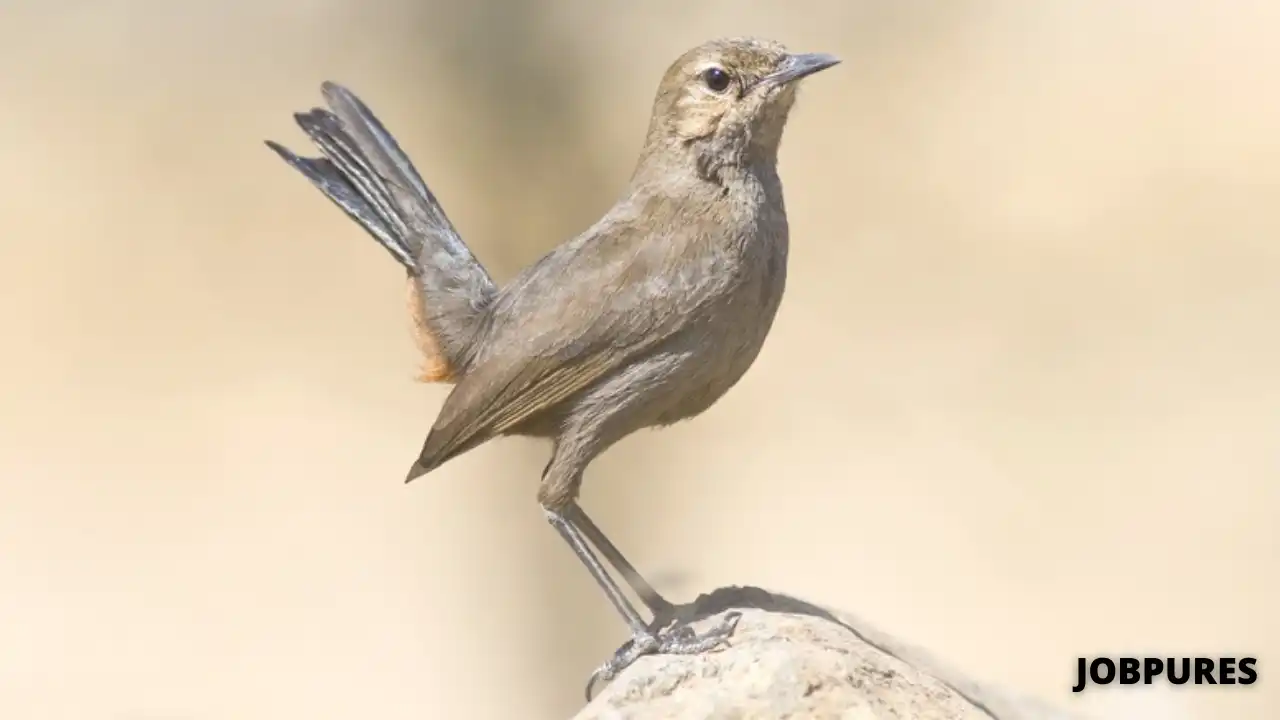 Indian Robin Bird Name in Hindi & English