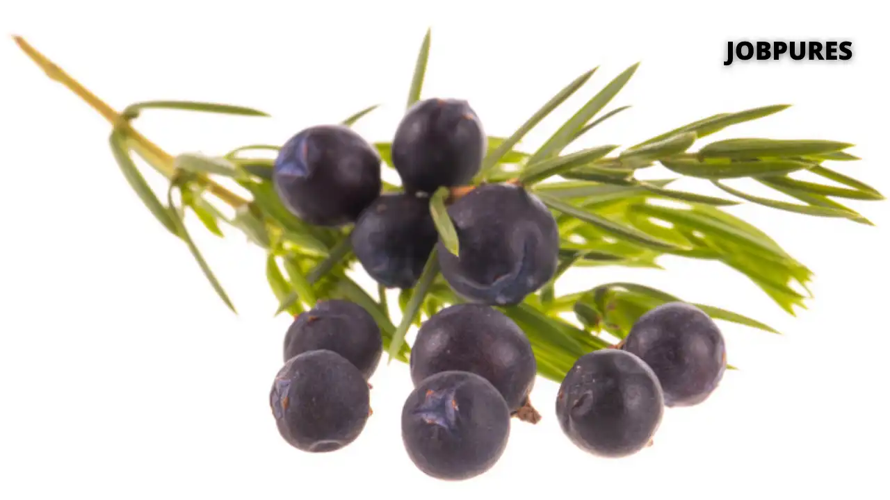 Juniper Berries Spice Name in Hindi and English