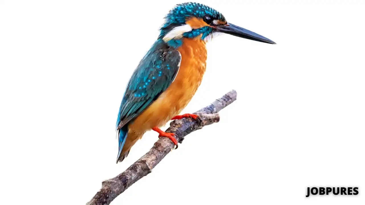 Kingfisher Bird Name in Hindi & English