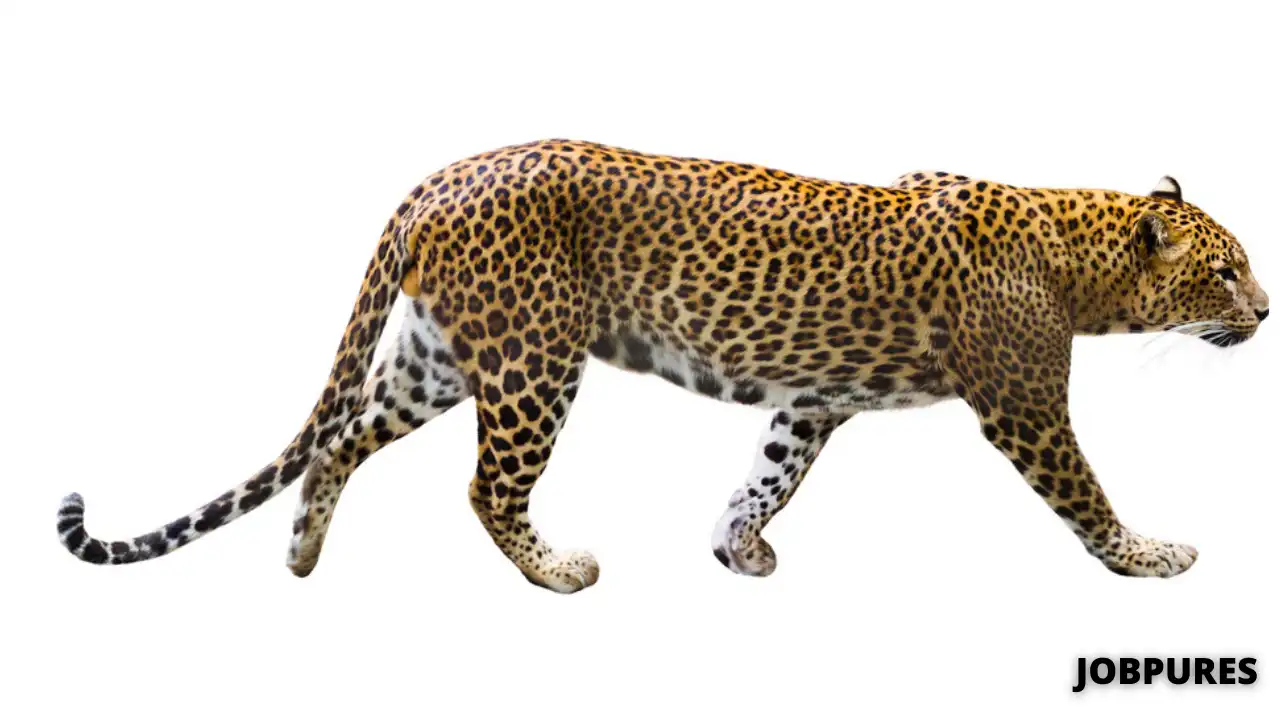 Leopard Name in Hindi