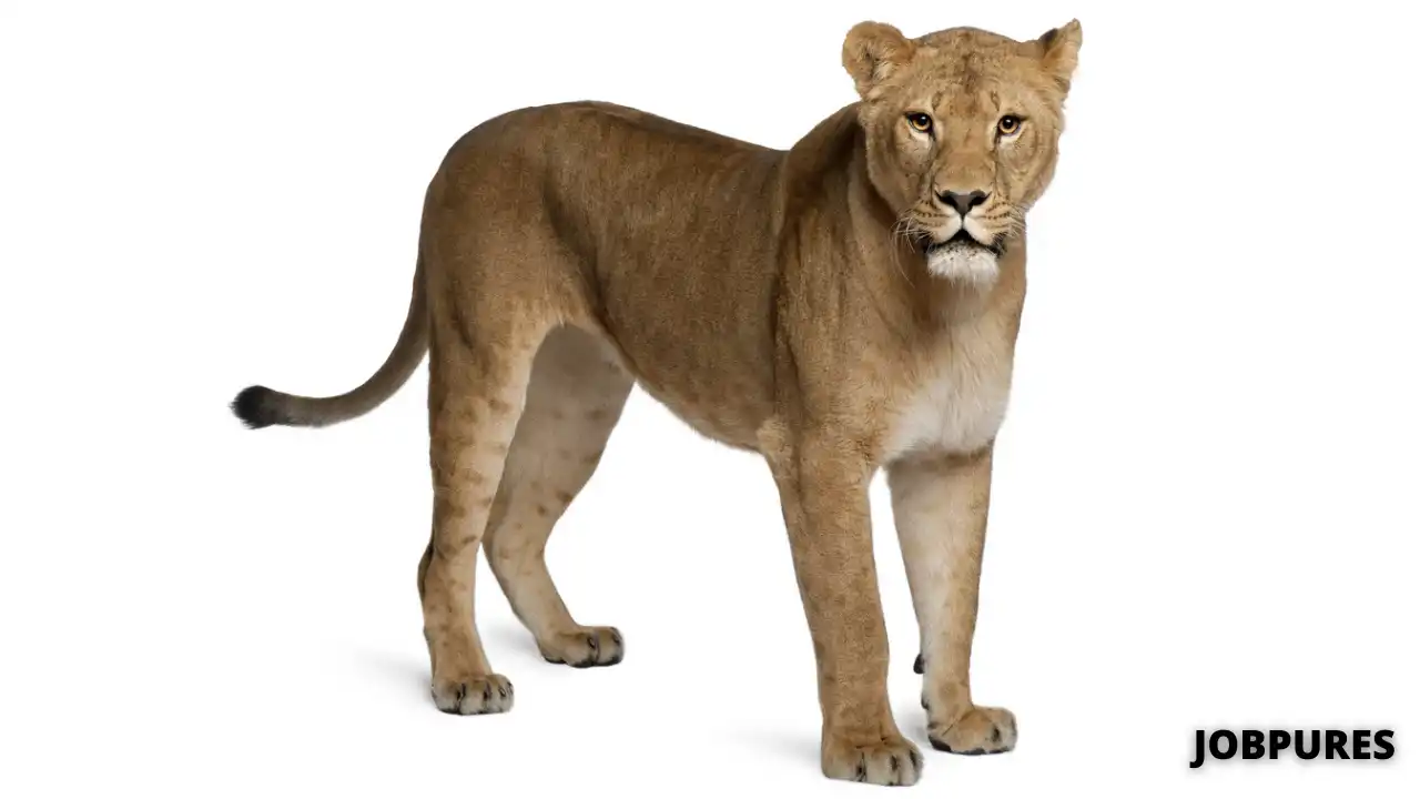 Lioness/Tigress Name in Hindi