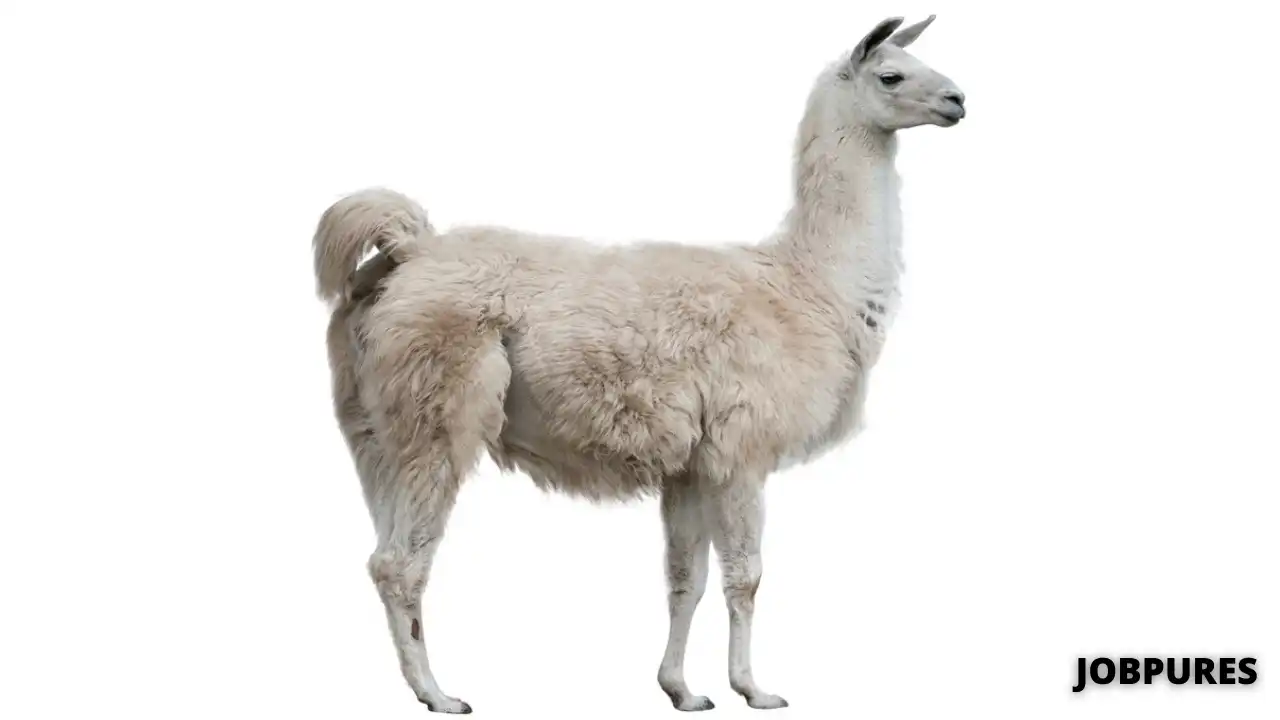 Llama Name in Hindi