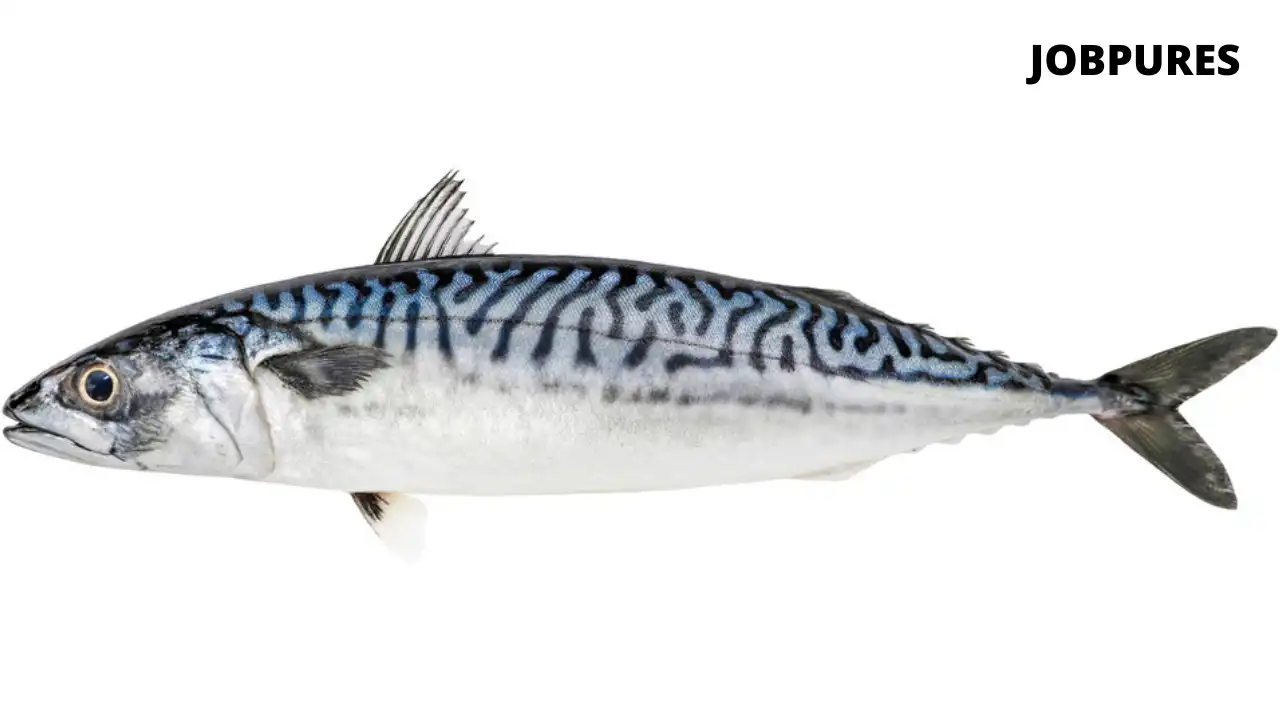 Mackerel Fish Name in Hindi and English