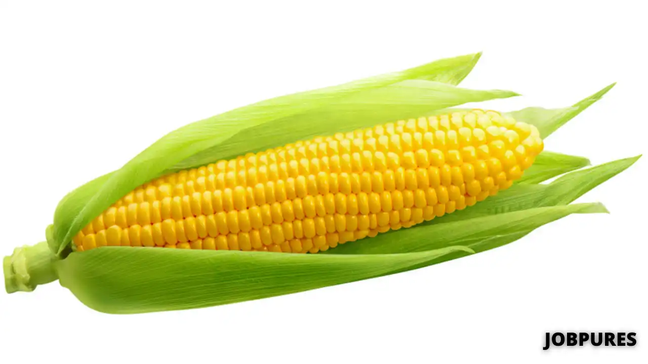 Maize/Corn Vegetable Name in Hindi and English