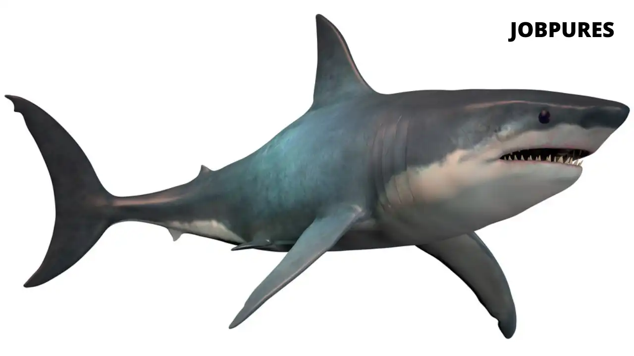 Megalodon Shark Fish Name in Hindi and English