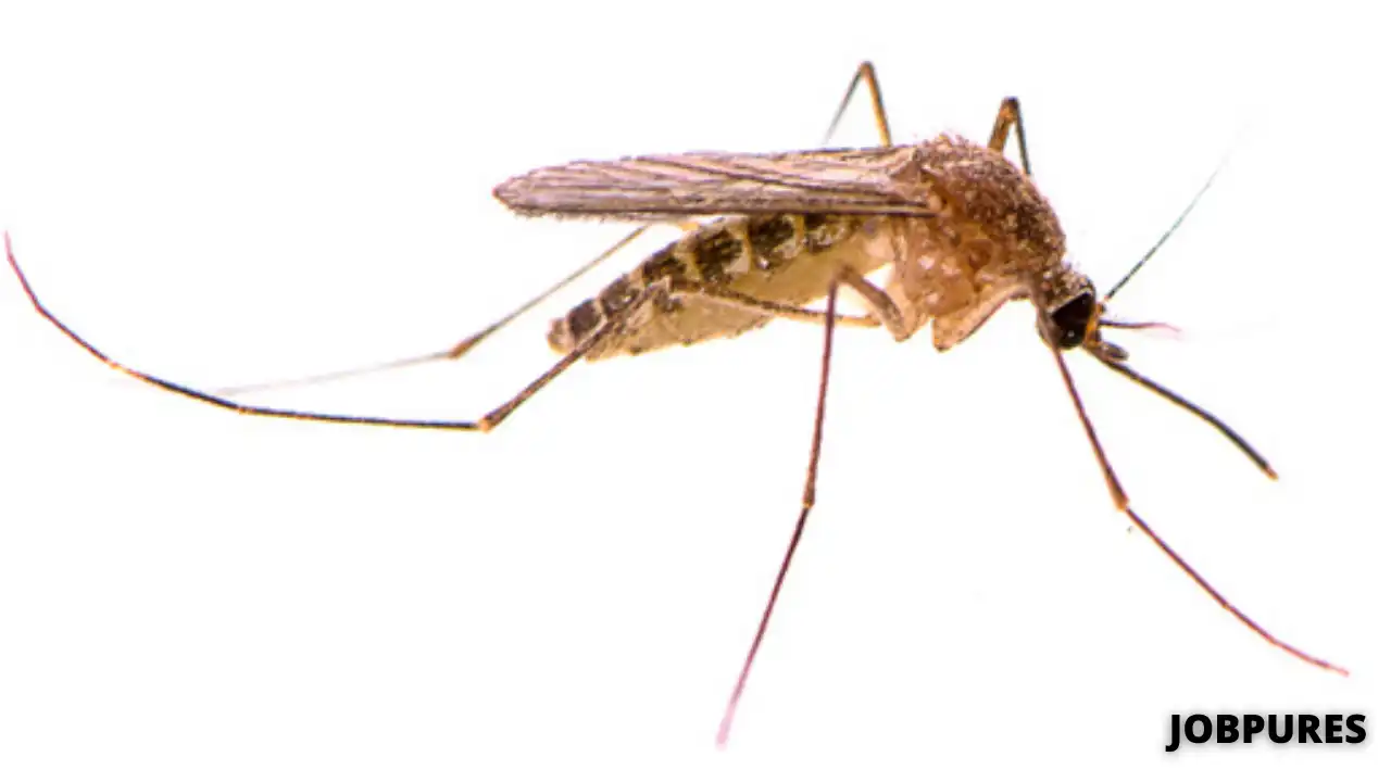 Mosquito Name in Hindi