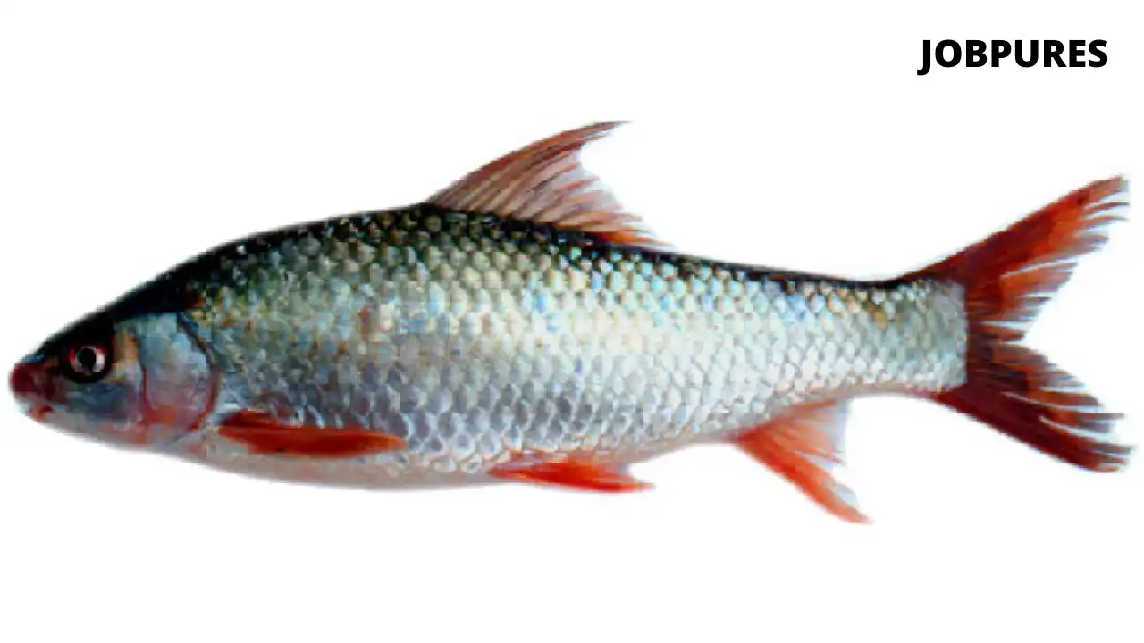 Mrigal Fish Name in Hindi and English