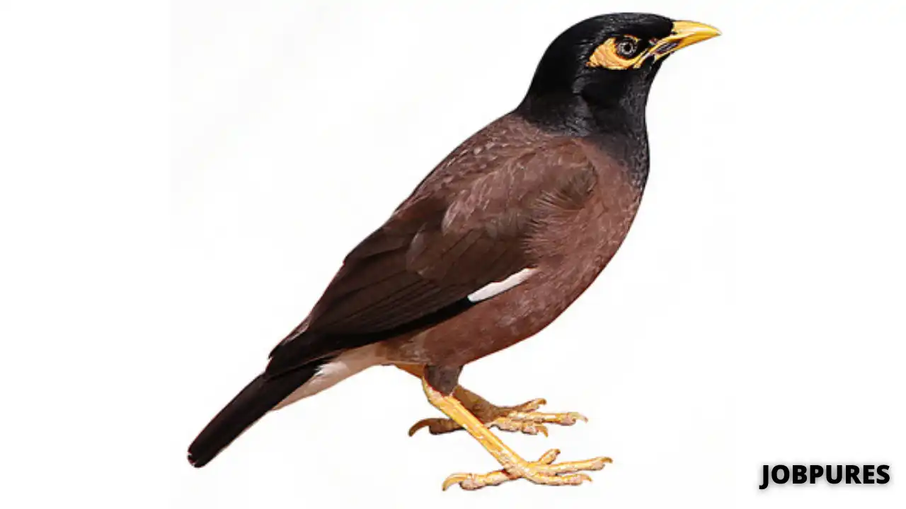 Mynah Bird Name in Hindi & English