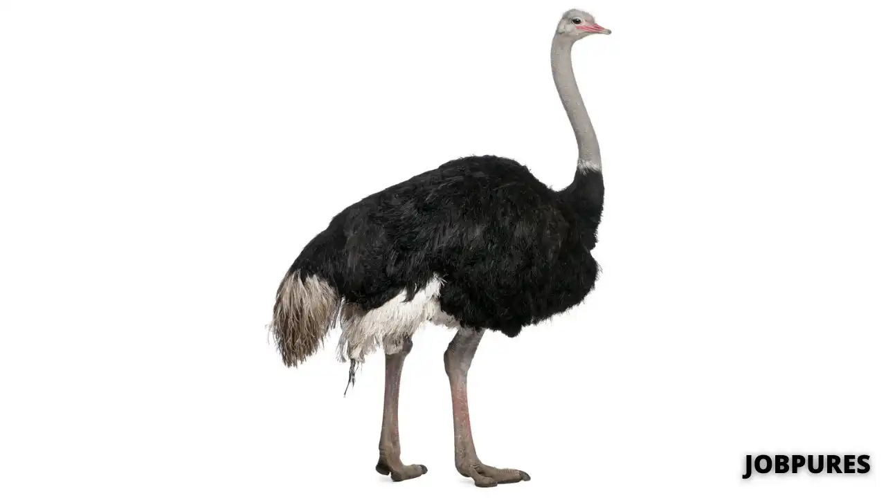 Ostrich Bird Name in Hindi & English