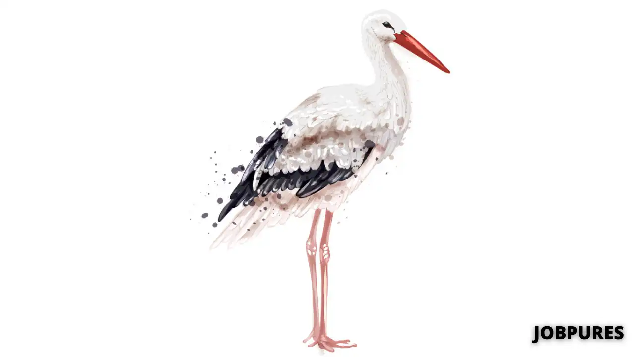 Painted Stork Bird Name in Hindi & English