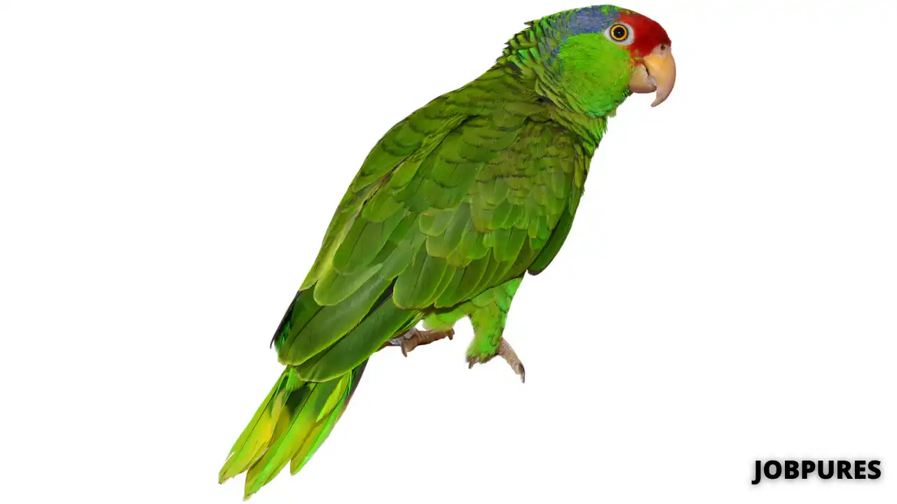 Parrot Bird Name in Hindi & English