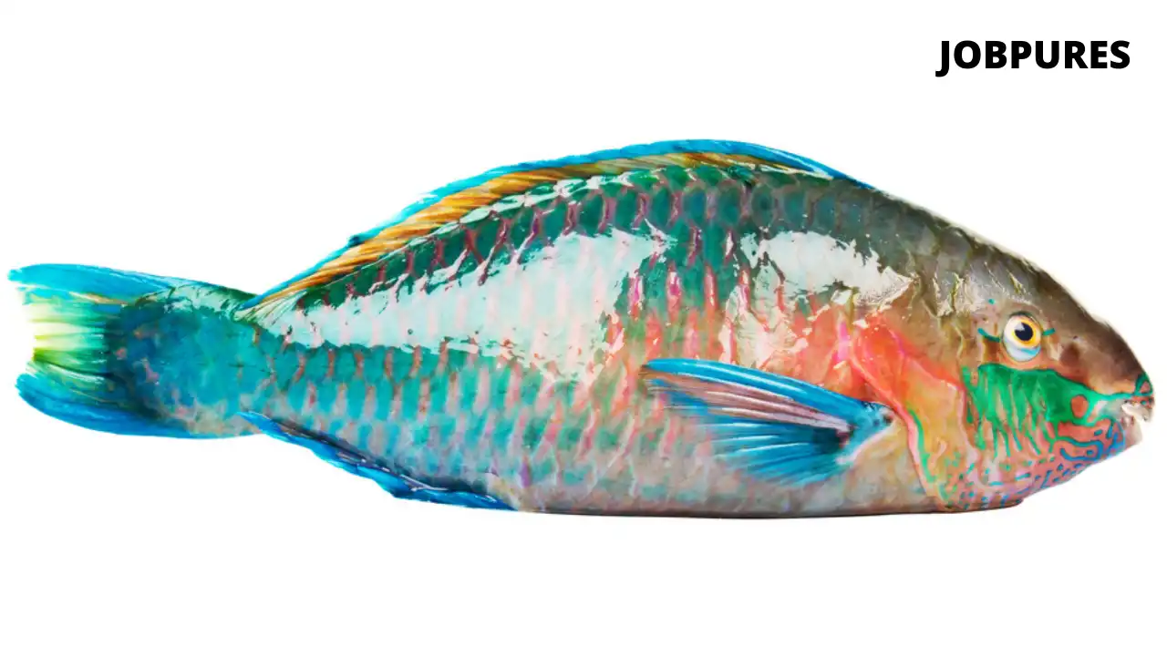 Parrot Fish Name in Hindi and English