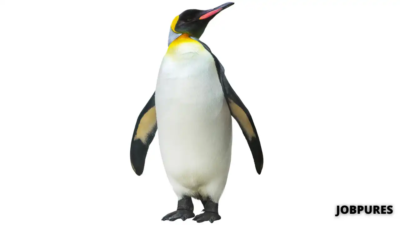 Penguin Name in Hindi