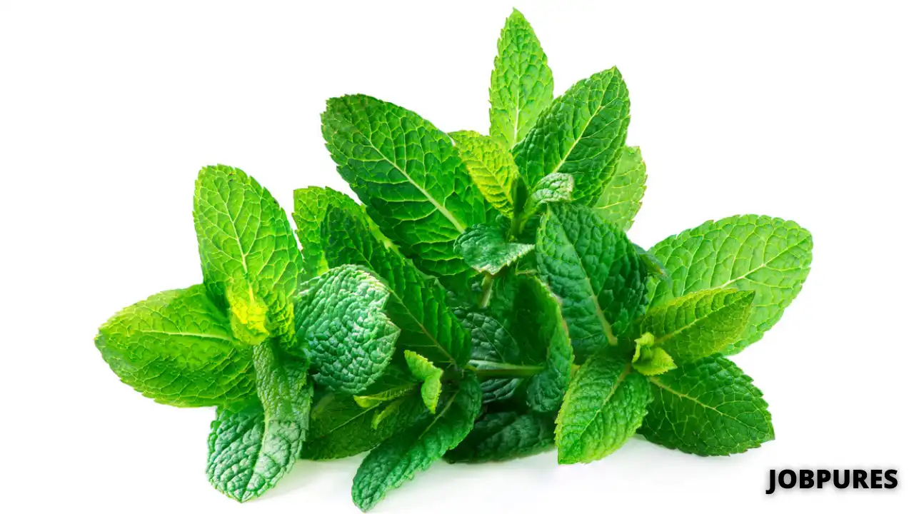 Peppermint/Mint Vegetable Name in Hindi and English