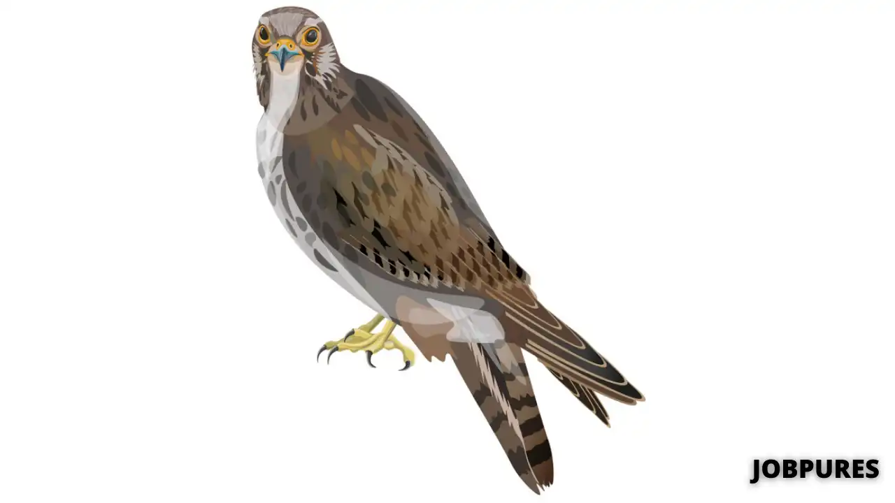 Peregrine Falcon Bird Name in Hindi & English