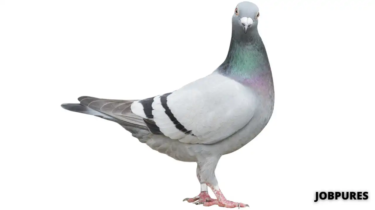 Pigeon Name in Hindi