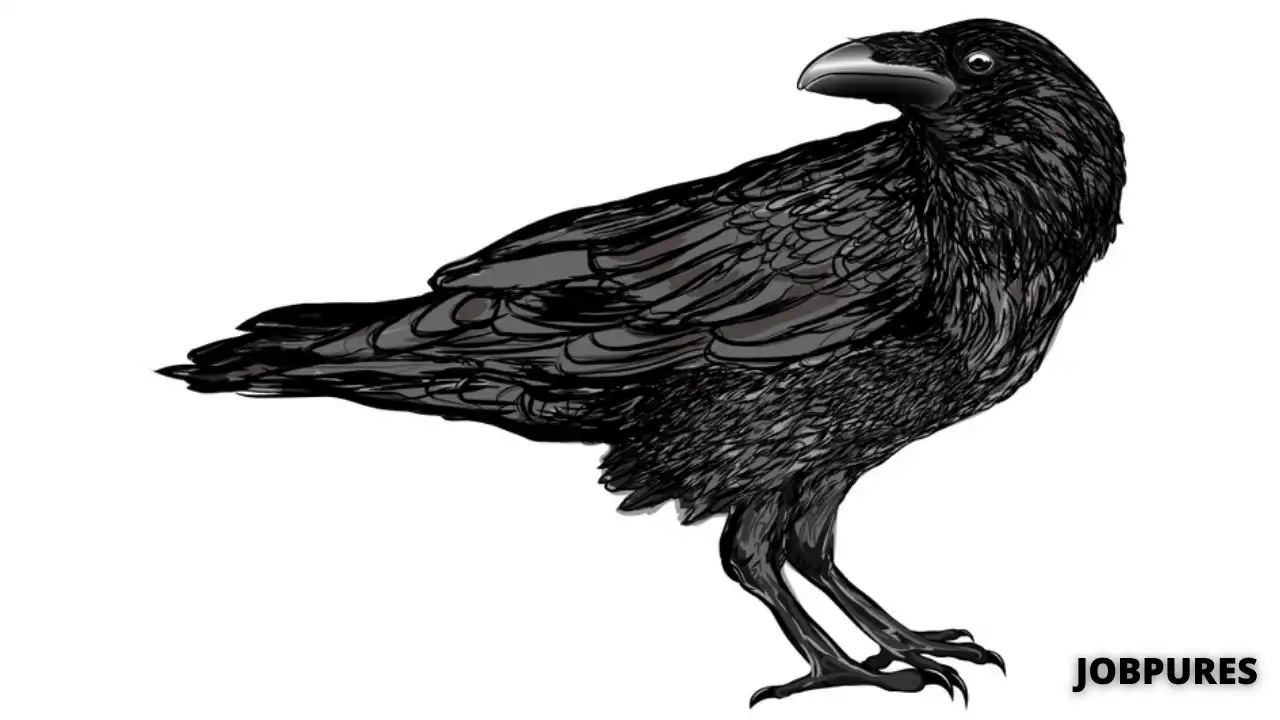 Raven Bird Name in Hindi & English