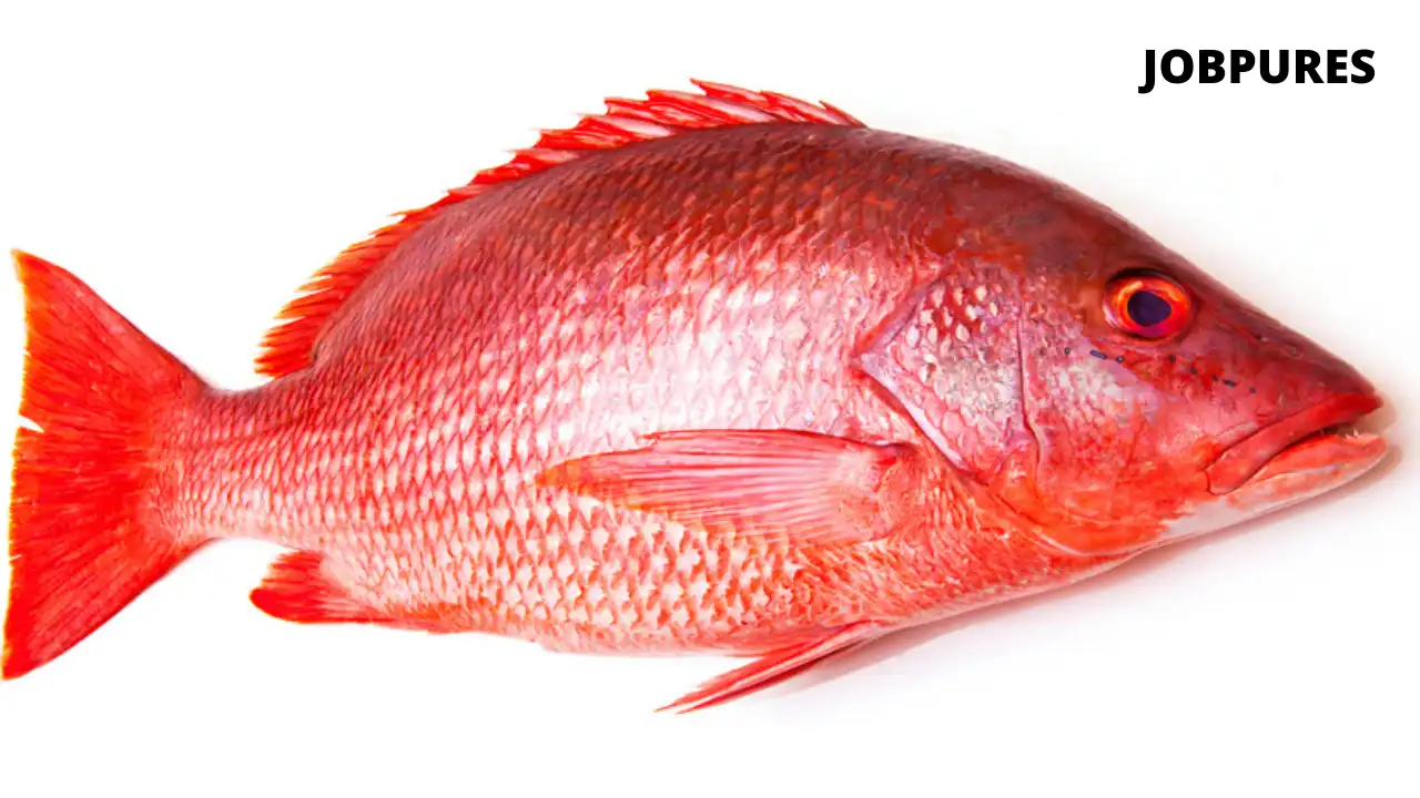 Red Snapper Fish Name in Hindi and English
