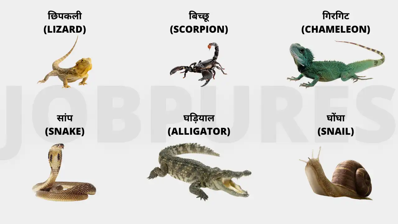 10+ Reptiles Name In Hindi : सभी रेंगने वाले जीवों के नाम