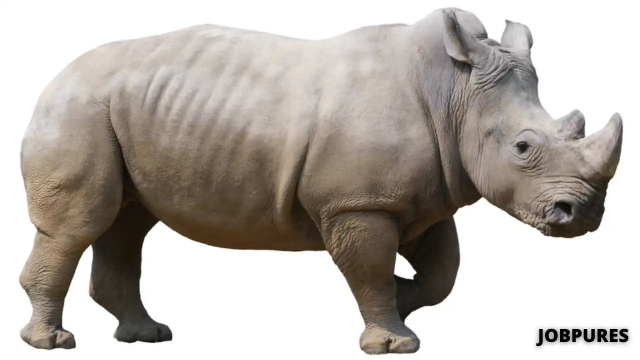 Rhinoceros Name in Hindi