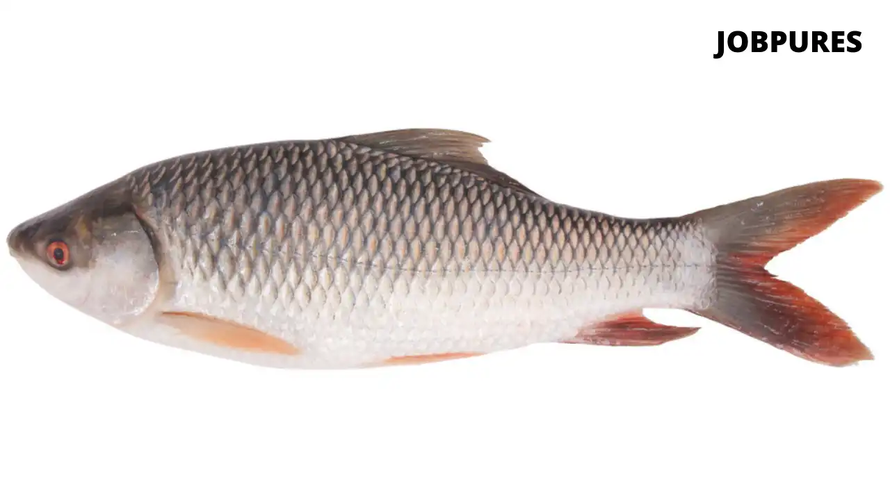 Rohu Fish Name in Hindi and English